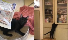 新闻爆料奇怪的猫咪视频,这是外星生物吗？